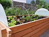 Raised bed for vegetables